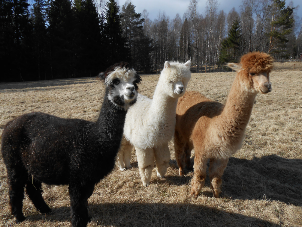 Alpacas